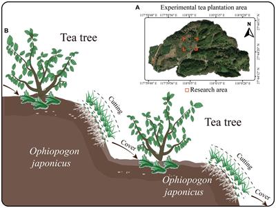 Green manure (Ophiopogon japonicus) cover promotes tea plant growth by regulating soil carbon cycling